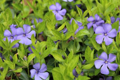 Vinca Minor - barvínek menší